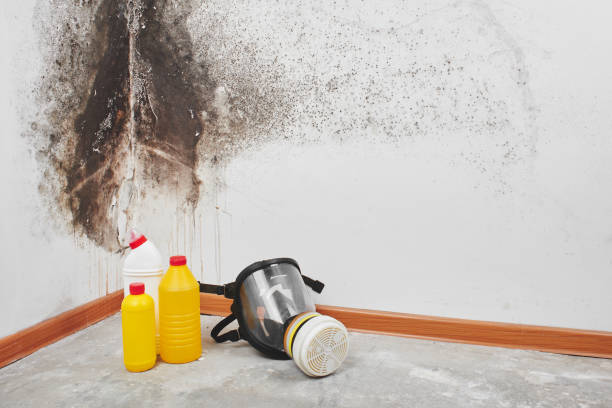 Best Attic Mold Removal  in La Harpe, IL