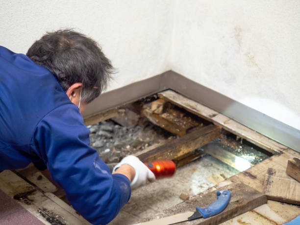 Best Mold Remediation Services  in La Harpe, IL