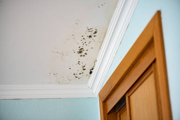 Professional Mold Removal in La Harpe, IL