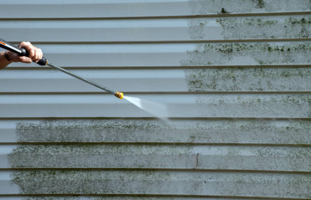 Best Mold Damage Repair  in La Harpe, IL