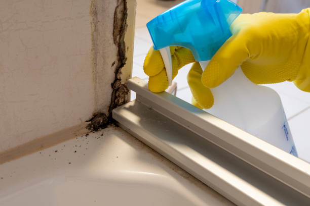Best Local Mold Removal Service  in La Harpe, IL