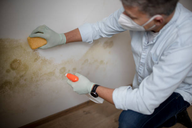 Best Attic Mold Removal  in La Harpe, IL