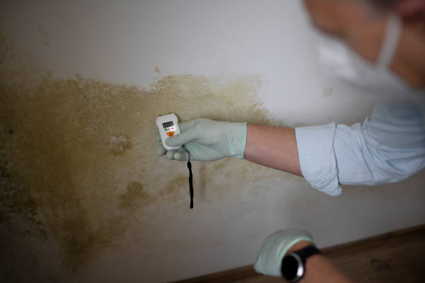 Best Same-Day Mold Removal  in La Harpe, IL