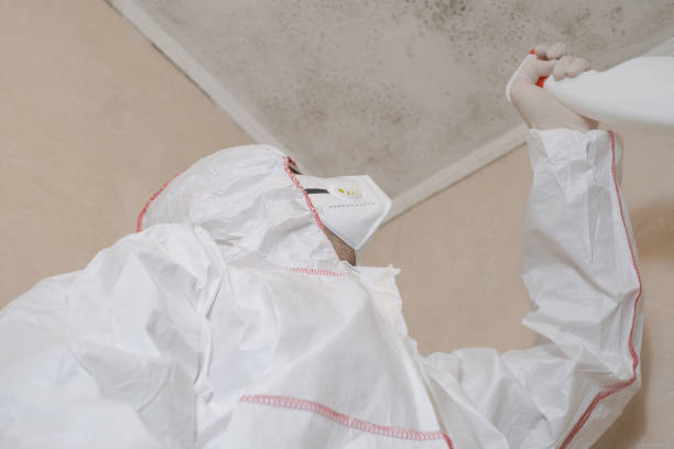 Best Black Mold Removal  in La Harpe, IL