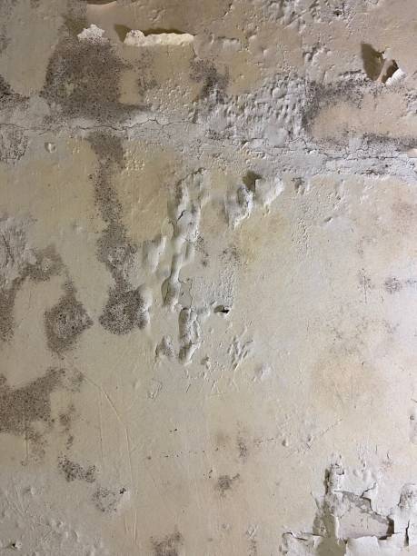 Best Crawl Space Mold Removal  in La Harpe, IL