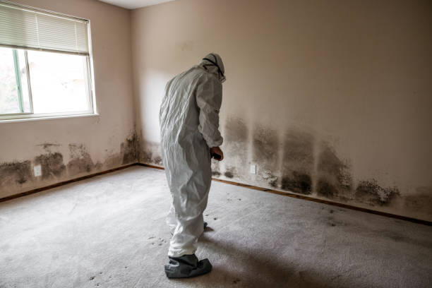 Best Commercial Mold Removal  in La Harpe, IL