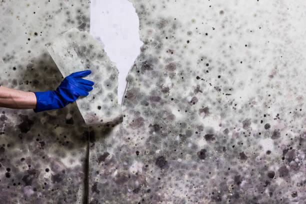 Best Mold Damage Repair  in La Harpe, IL