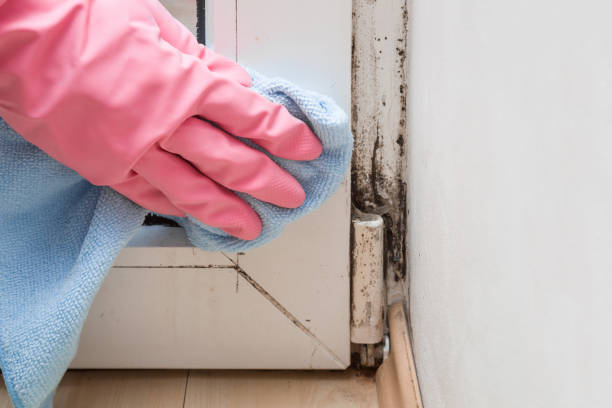 Best Office Mold Removal Services  in La Harpe, IL