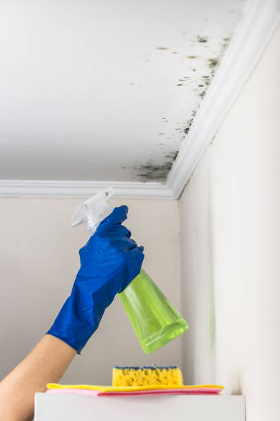 Best Mold Remediation  in La Harpe, IL